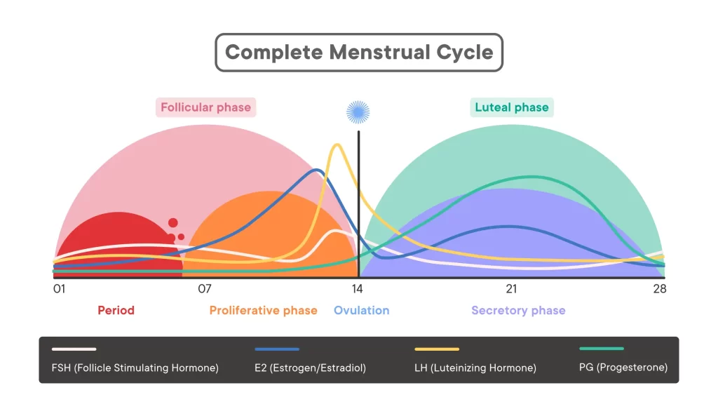 Complete Menstrual Cycle discussing the different phases - Follicular Phase, Ovulation, Luteal, and Menstrual Phase