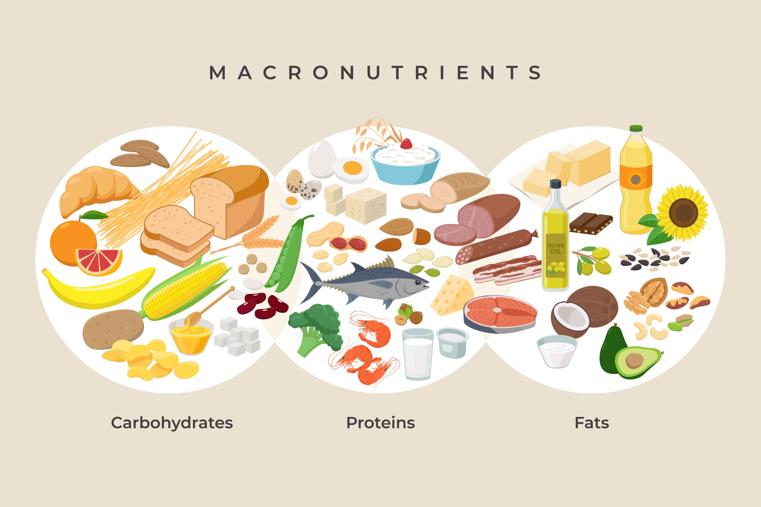 Visual representation of Proteins, Carbs, & Fats